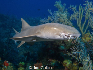 Friendly nurse shark... smile for the camera! by Jim Catlin 